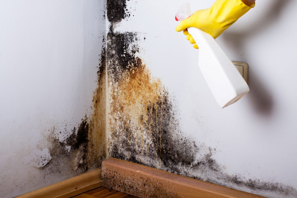 Mold Remediation Toms River
